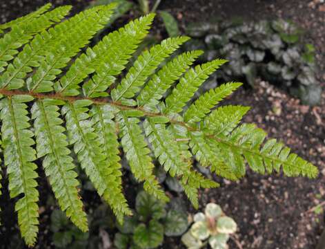 Image of Korean tasselfern