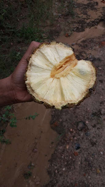 Image of Annona crassiflora Mart.