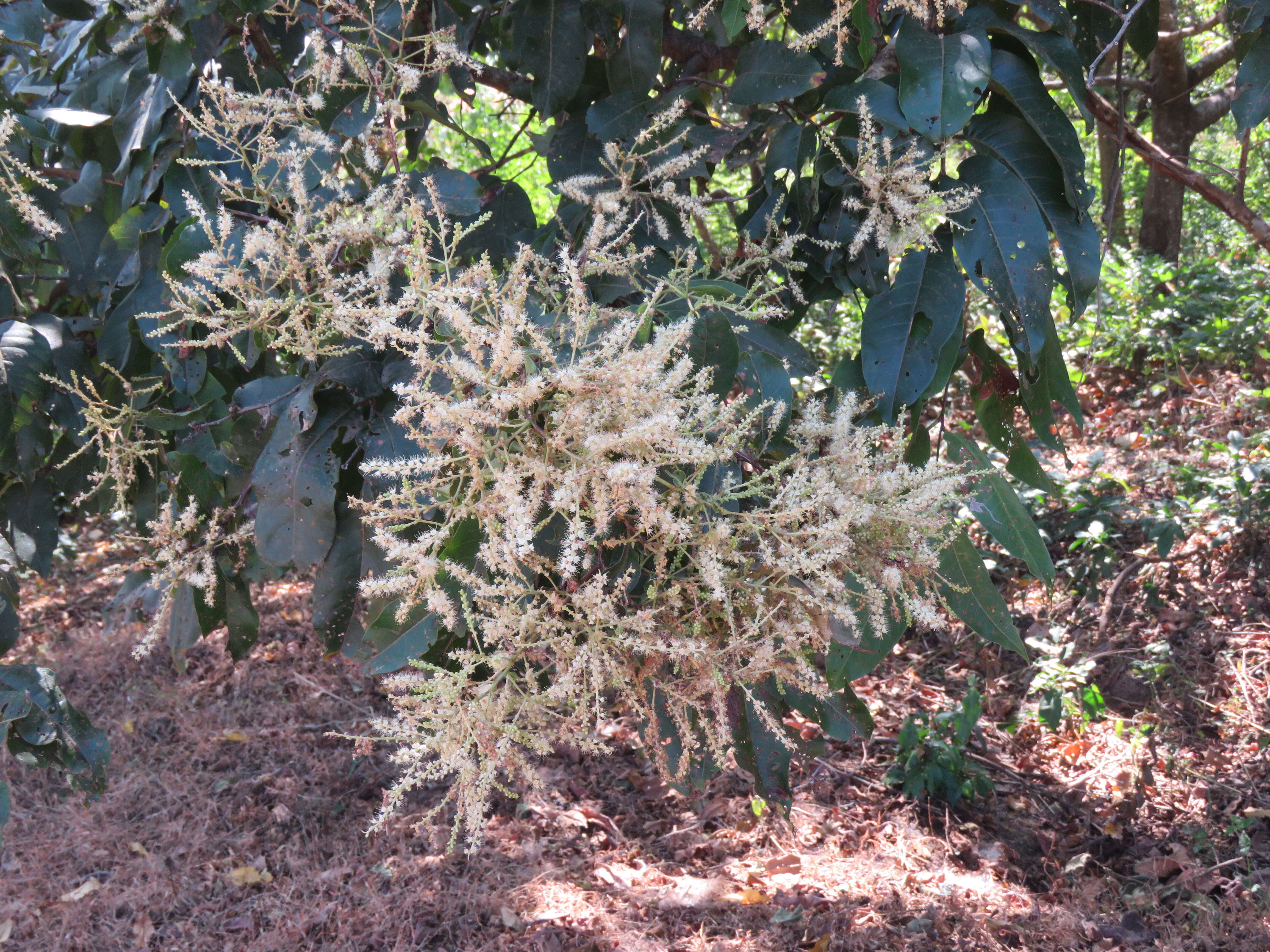 Image of Terminalia paniculata Roth