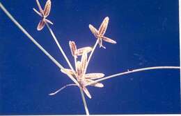 Image of slender flatsedge