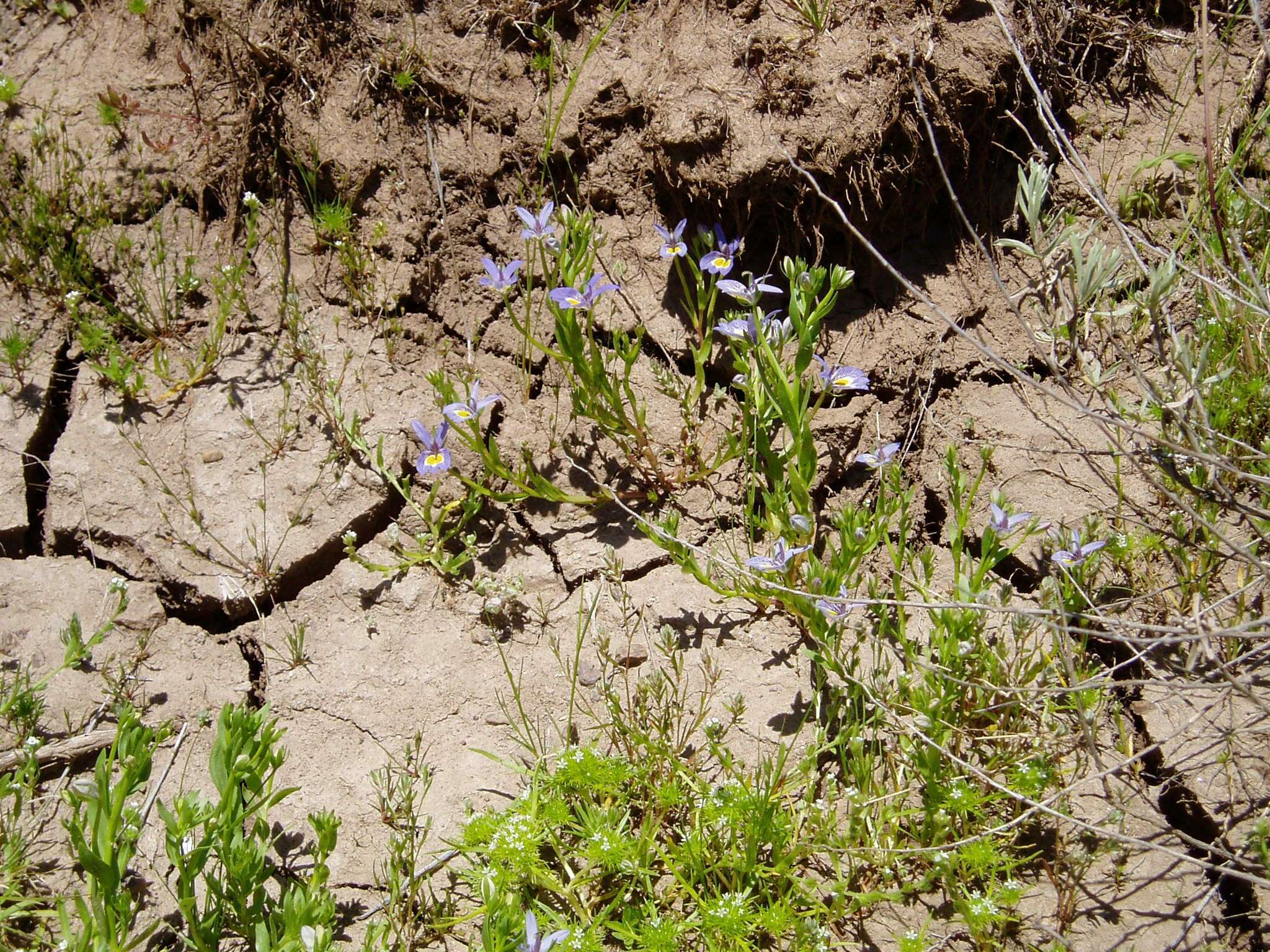 Image of Bach's calicoflower