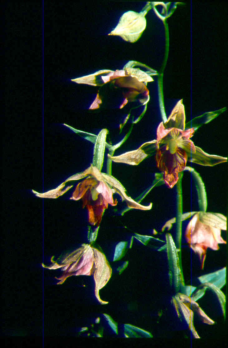 Imagem de Epipactis gigantea Douglas ex Hook.