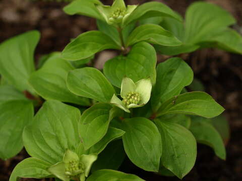 Image of bunchberry dogwood