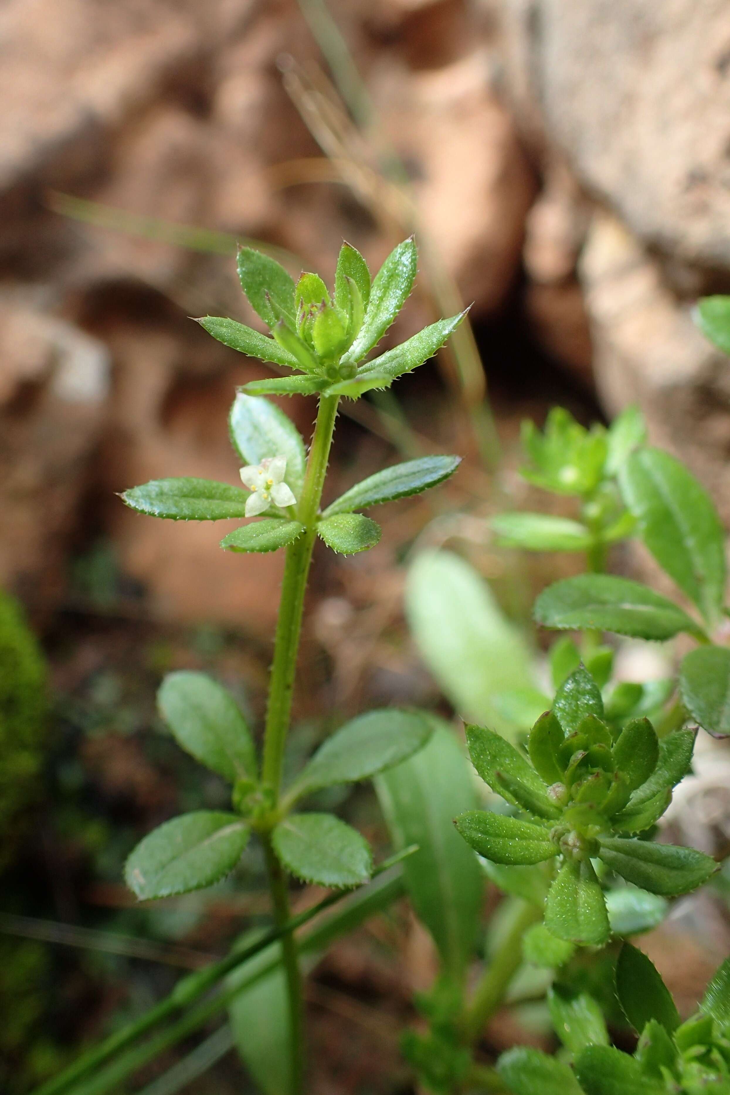 Image of warty bedstraw