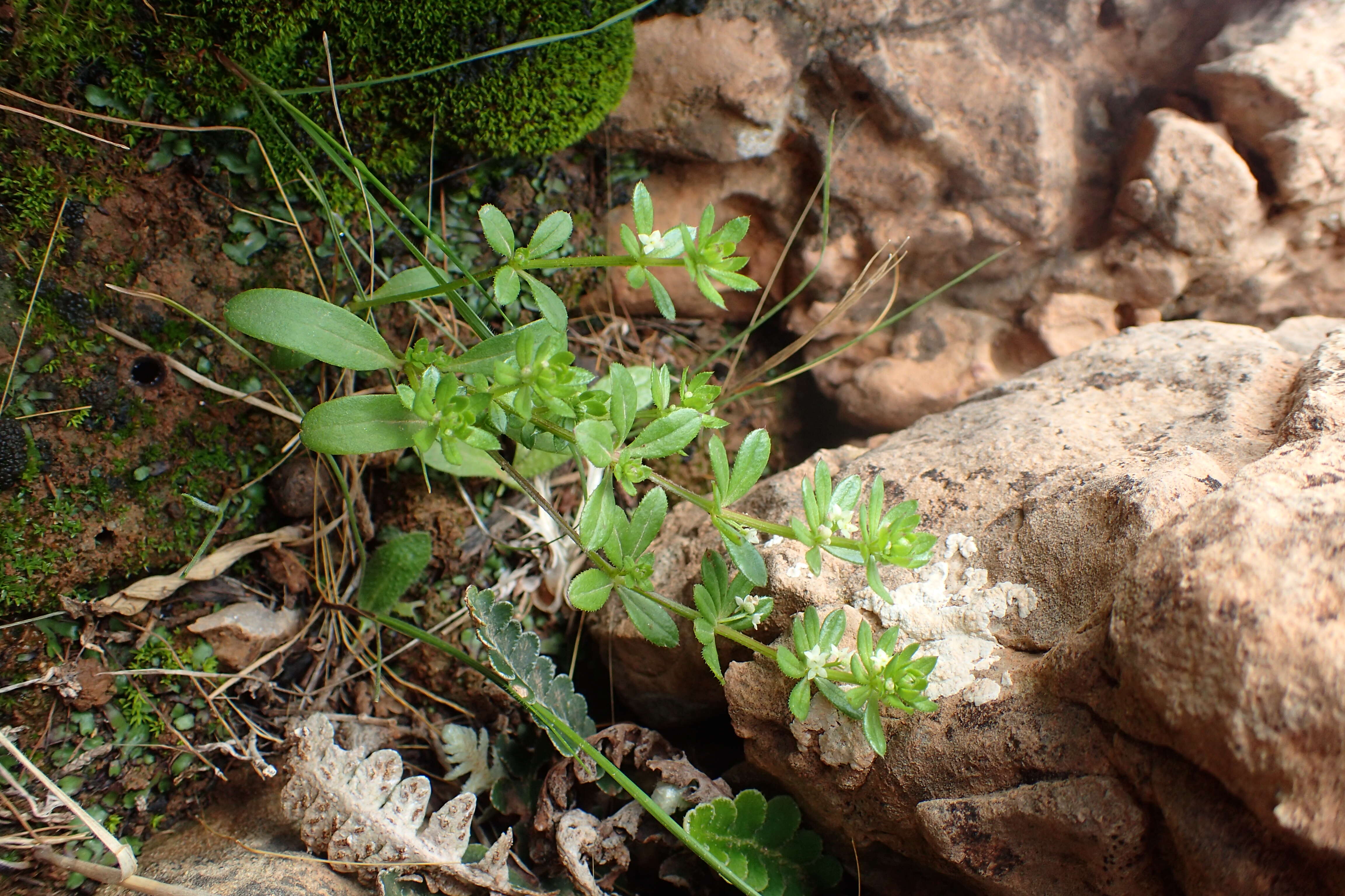 Image of warty bedstraw