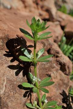 Image of warty bedstraw