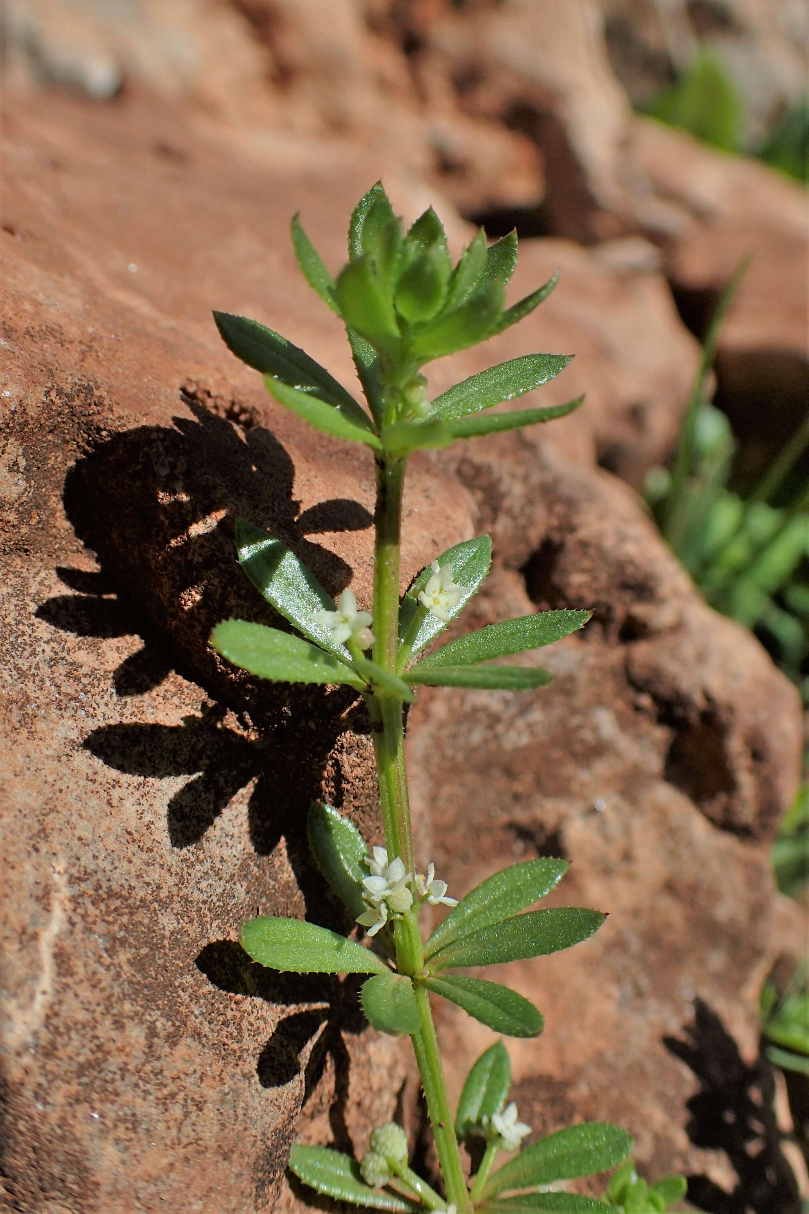 Image of warty bedstraw