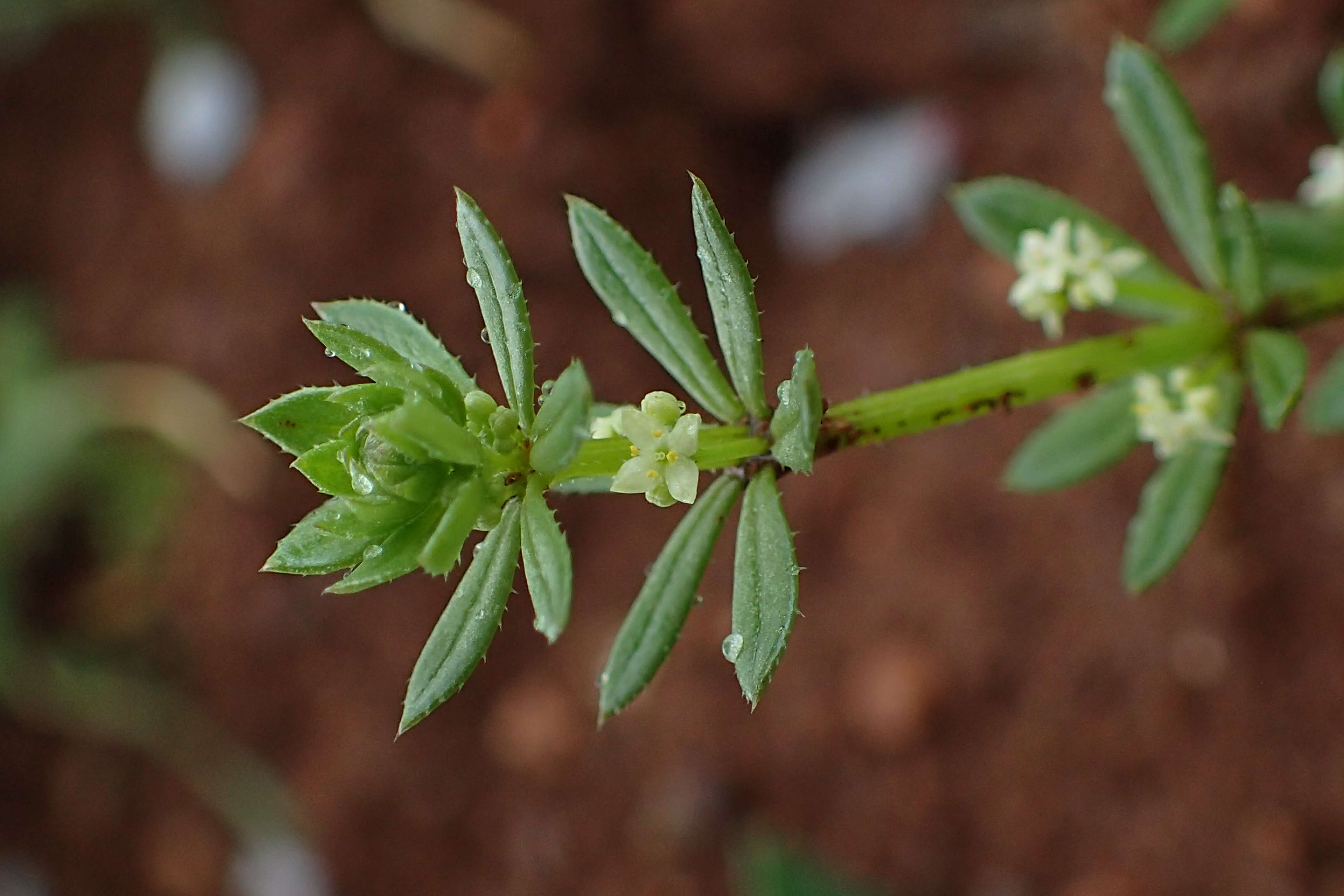 Image of warty bedstraw