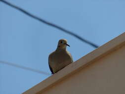 Image of White-winged Dove