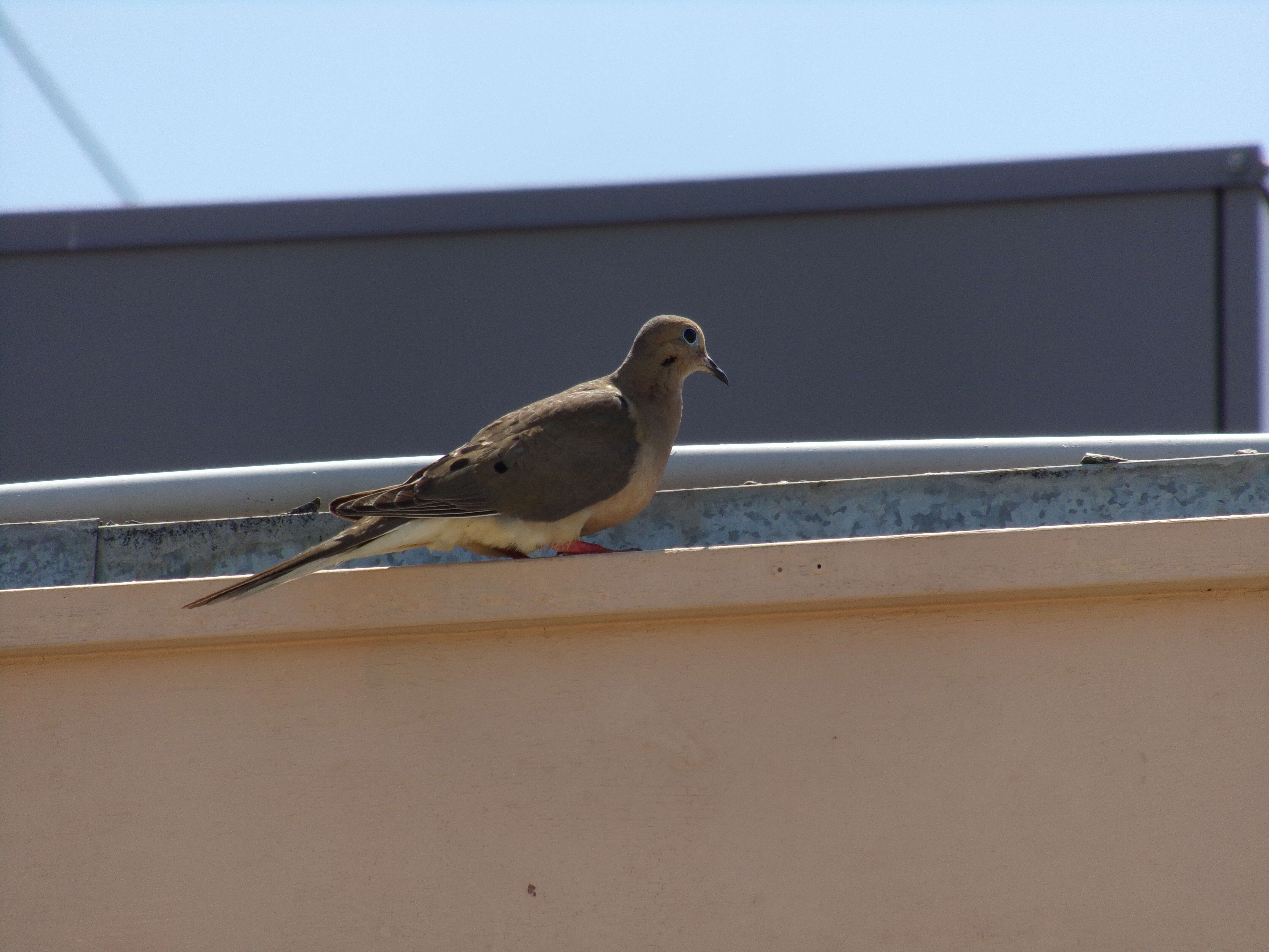 Image of White-winged Dove