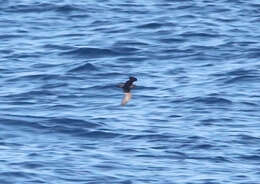 Image of Least Storm Petrel