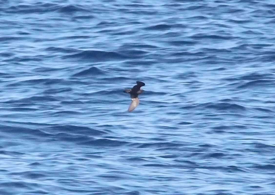 Image of Least Storm Petrel