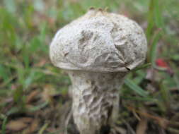 Imagem de Lycoperdon perlatum Pers. 1796