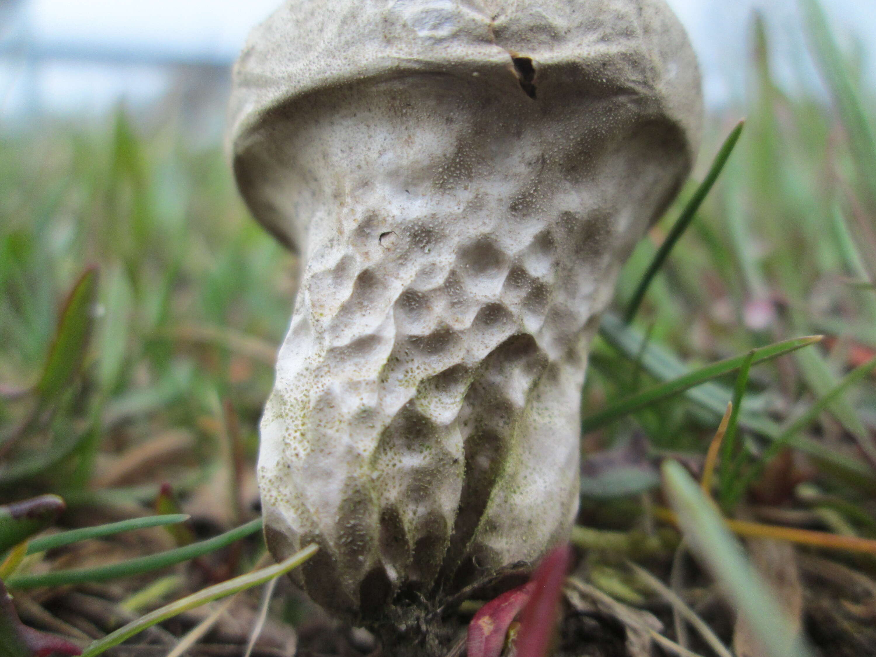 Imagem de Lycoperdon perlatum Pers. 1796