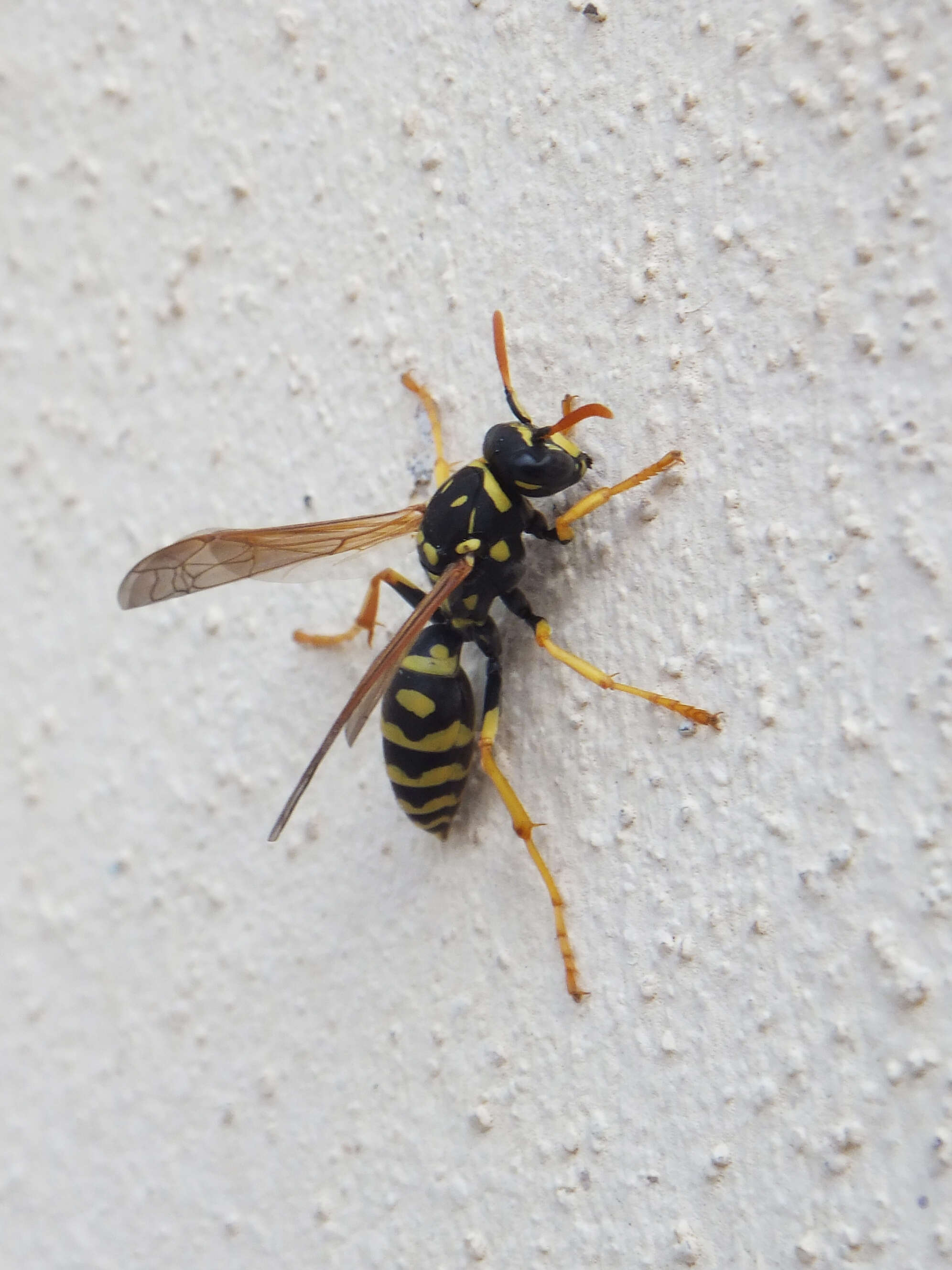 Image of European Paper Wasp