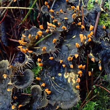 Слика од Peltigera membranacea (Ach.) Nyl.