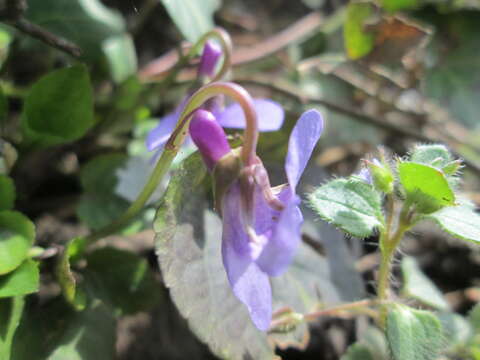 Image of sweet violet