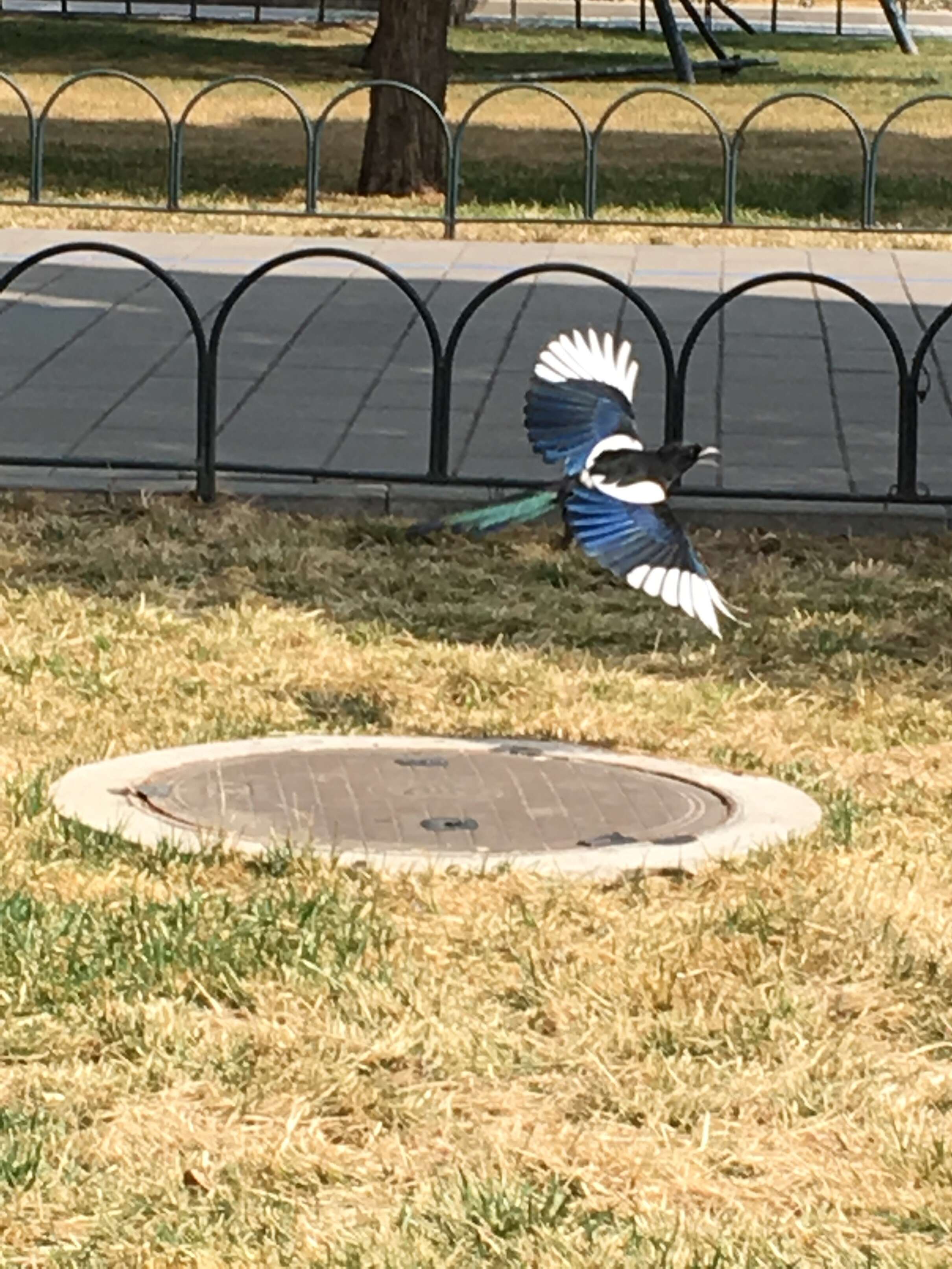 Image of Oriental Magpie