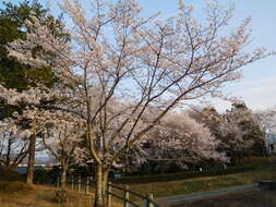 Plancia ëd Prunus yedoensis Matsum.