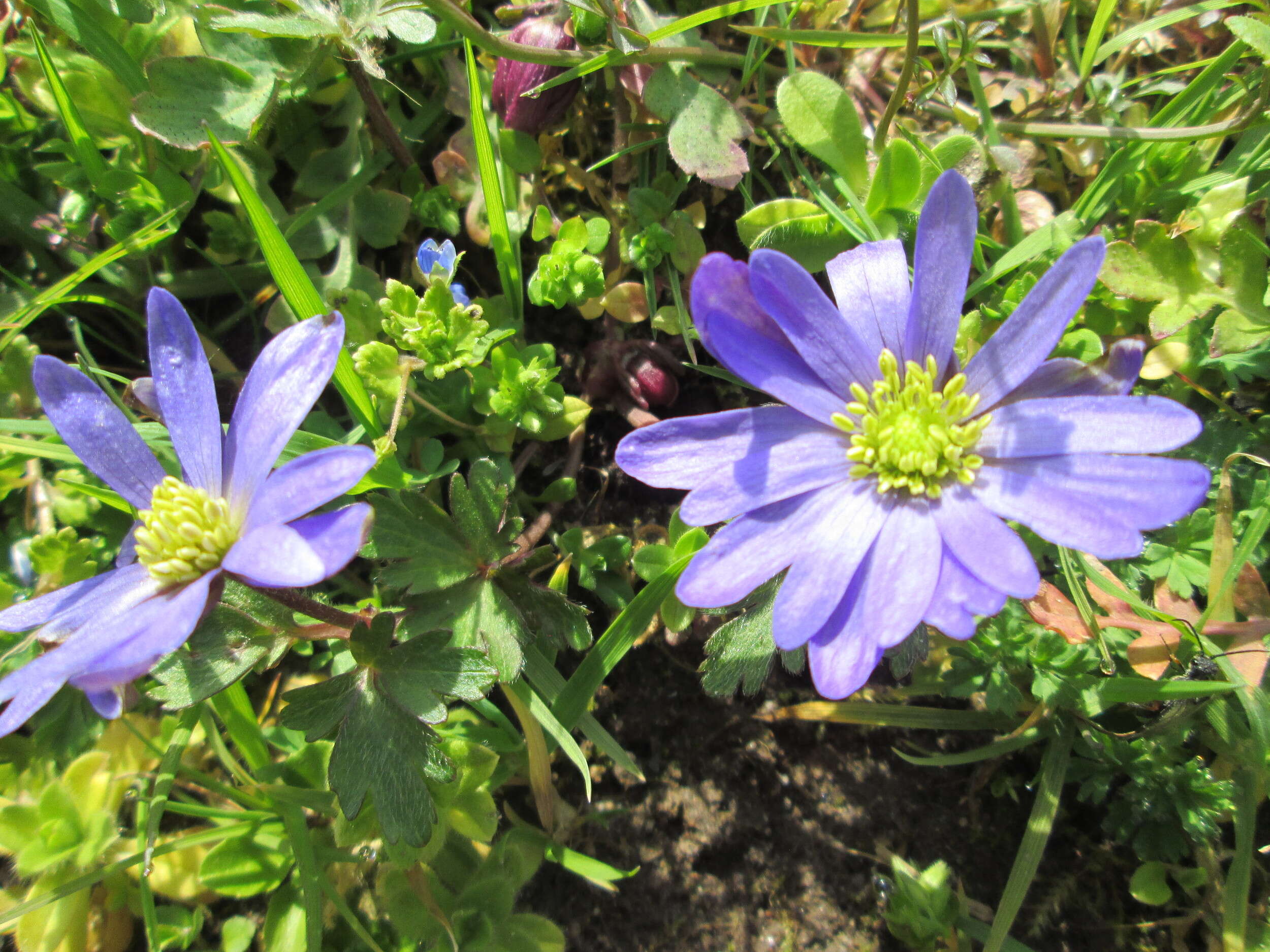 Image of Balkan Anemone