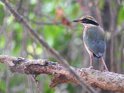 Plancia ëd Pitta brachyura (Linnaeus 1766)