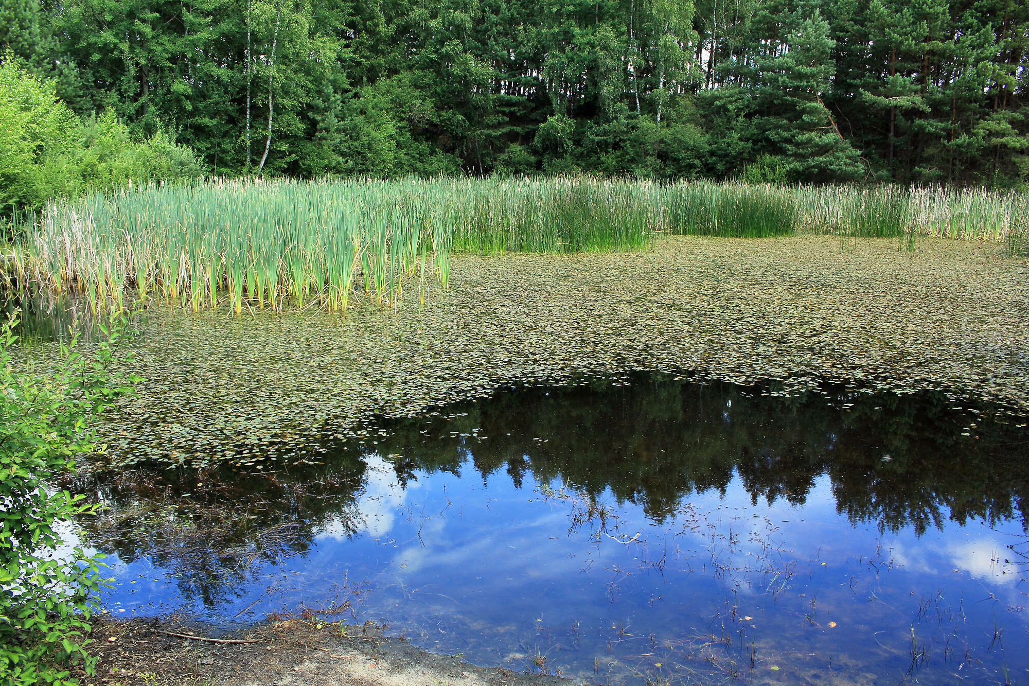 Image of lakeshore bulrush