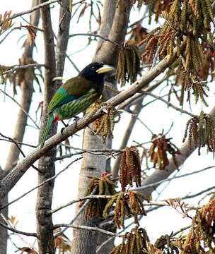 Image of Great Barbet