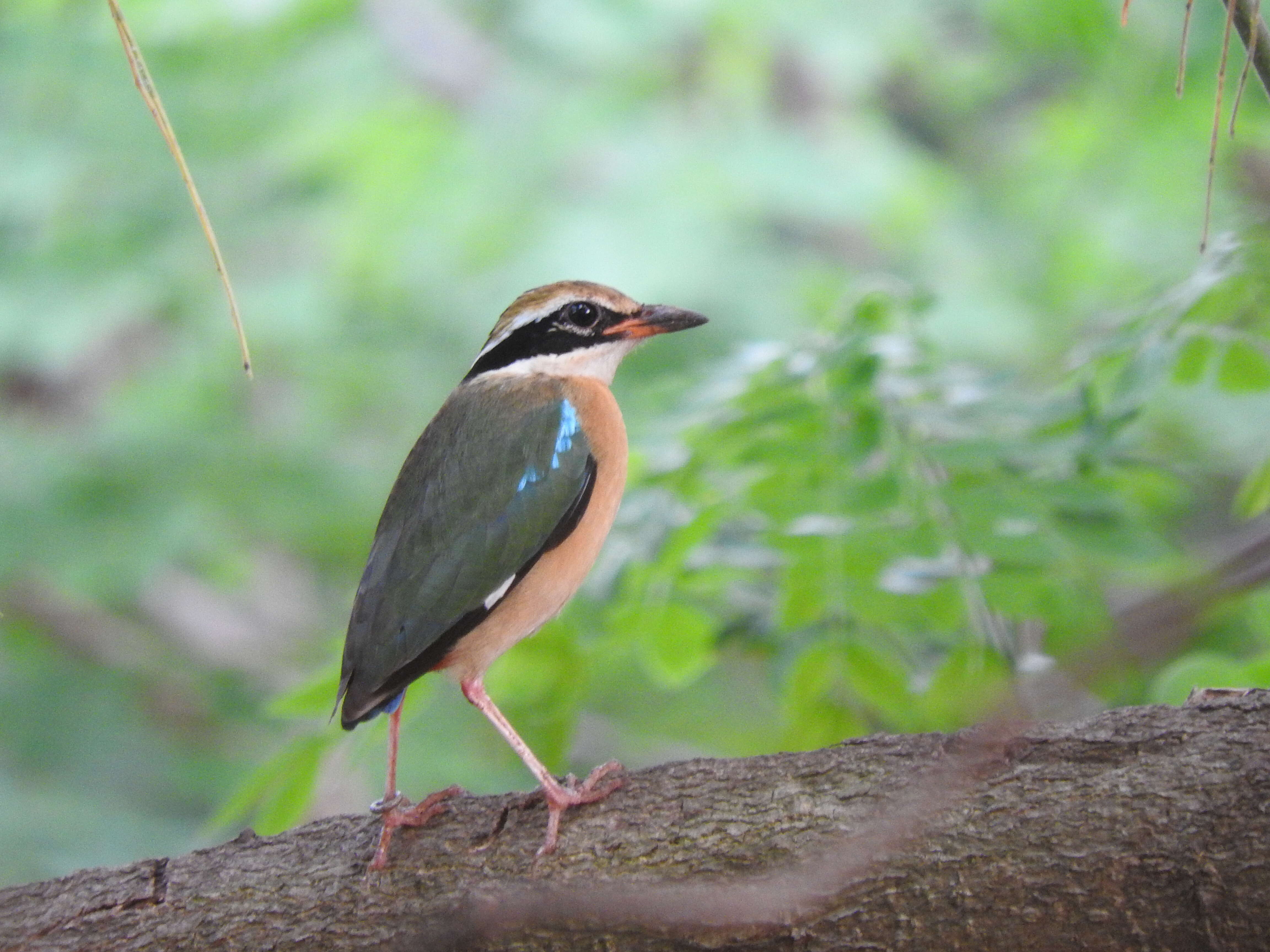 Plancia ëd Pitta brachyura (Linnaeus 1766)