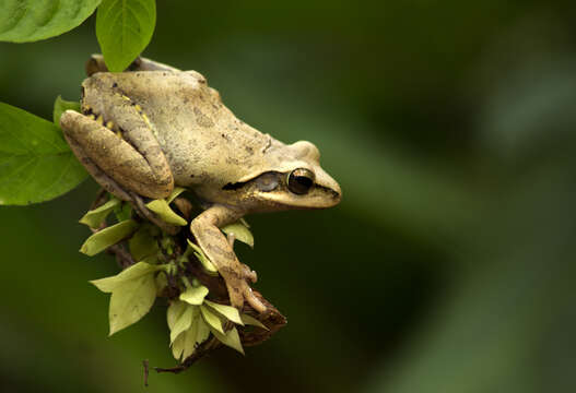 Image of Himalayan Tree Frog