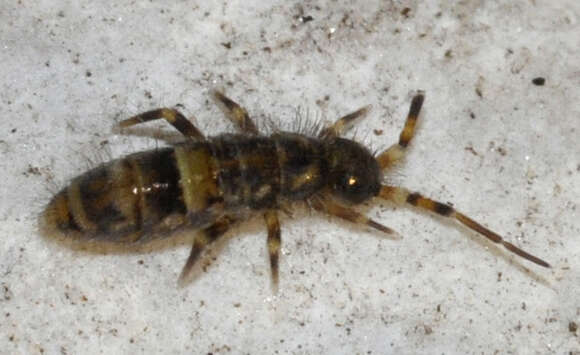 Image of hairy-back girdled springtail