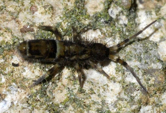 Image of hairy-back girdled springtail