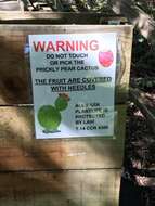 Image of Coastal Prickly-pear