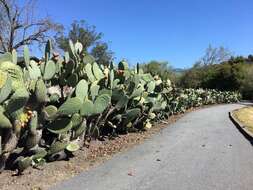 Image of Coastal Prickly-pear