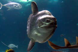 Image of Mola