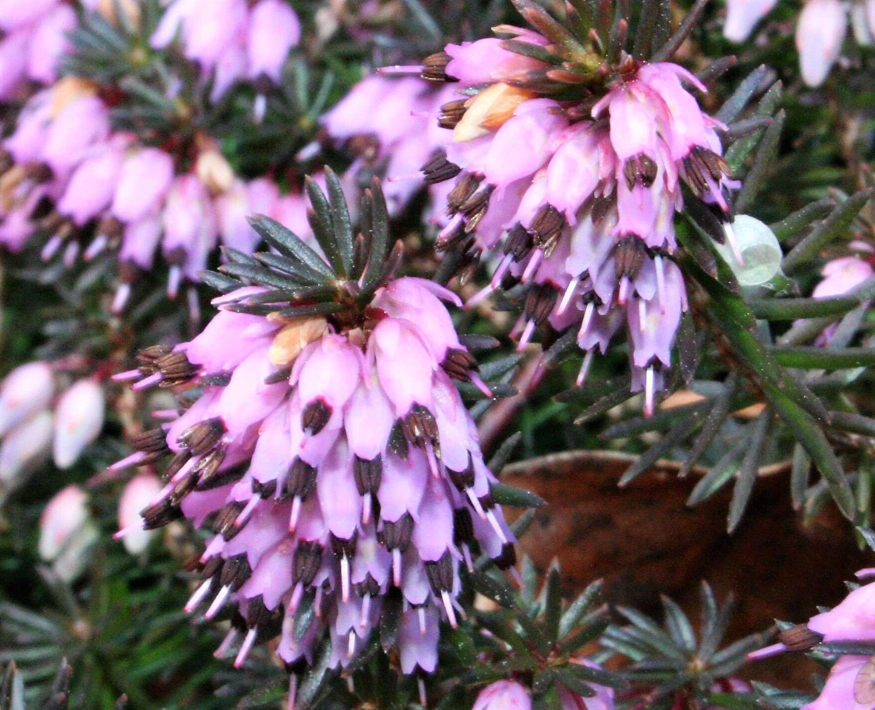 Imagem de Erica carnea L.