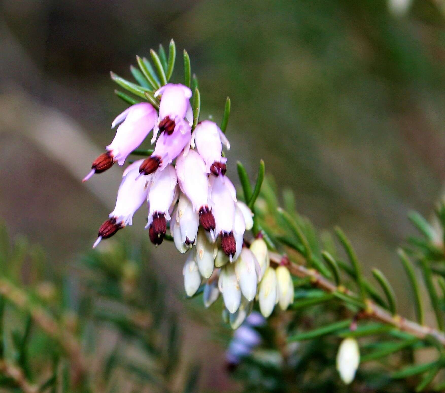 Imagem de Erica carnea L.