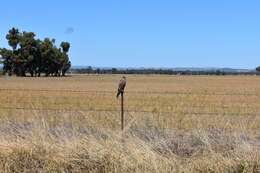 Image of Brown Falcon