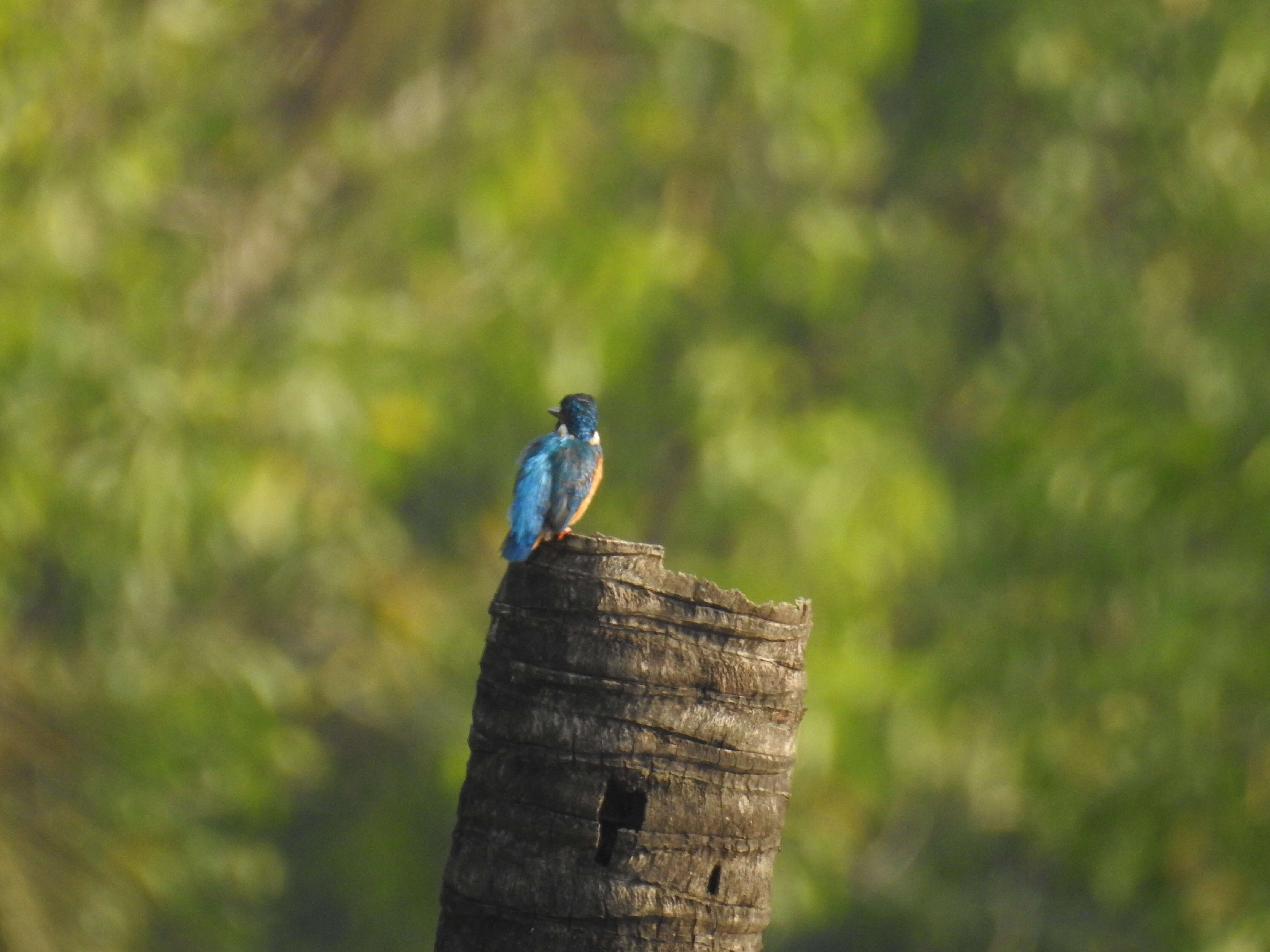 Image of Common Kingfisher