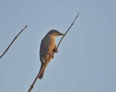 Image of Chestnut-tailed Starling