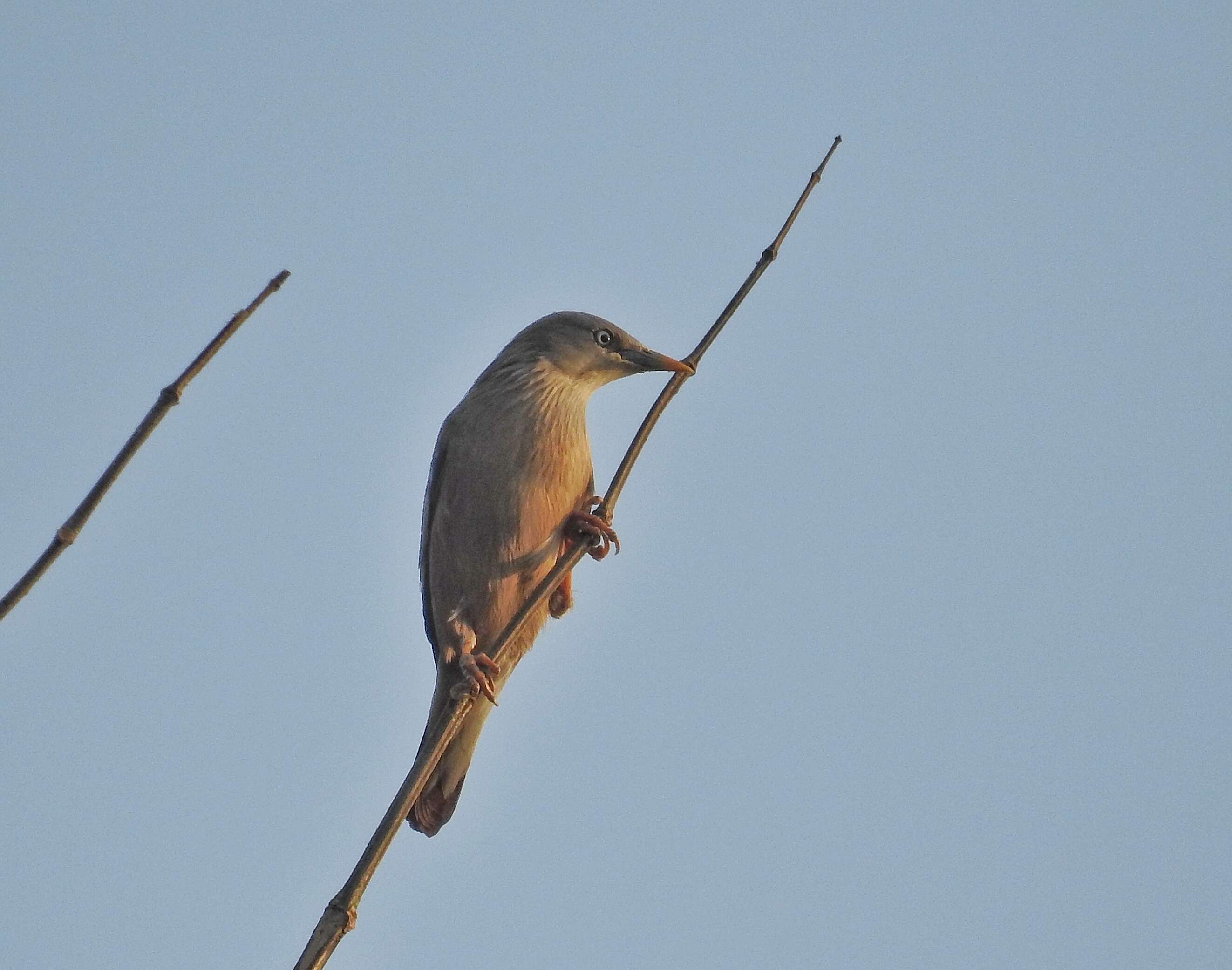 Image of Chestnut-tailed Starling