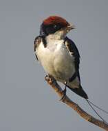 Hirundo smithii Leach 1818 resmi