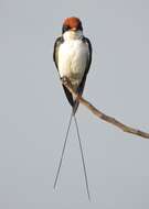 Image of Wire-tailed Swallow