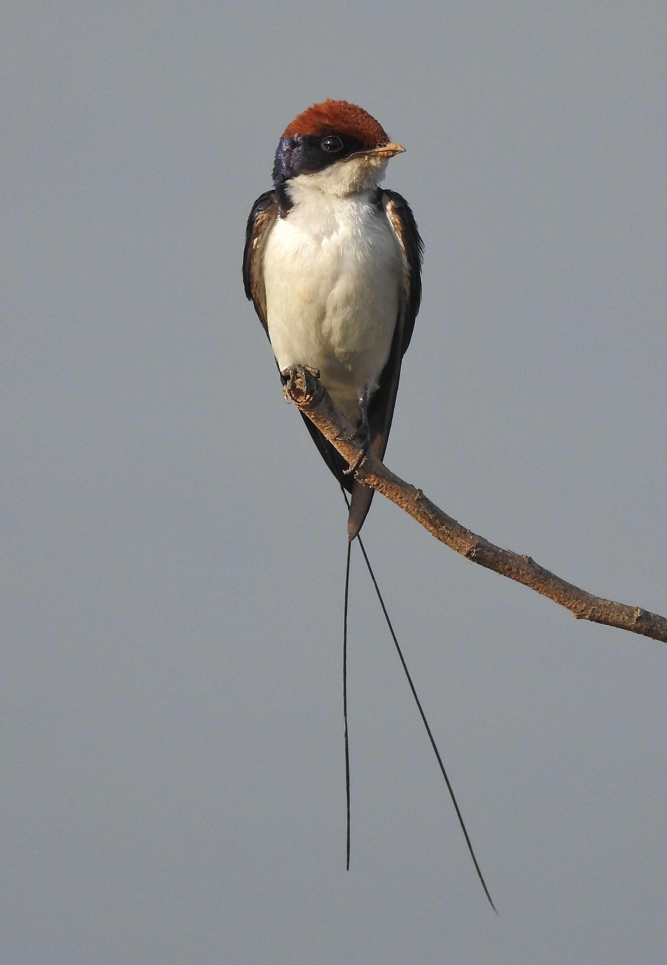 Hirundo smithii Leach 1818 resmi