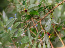 Imagem de Fuchsia excorticata (J. R. & G. Forst.) L. fil.