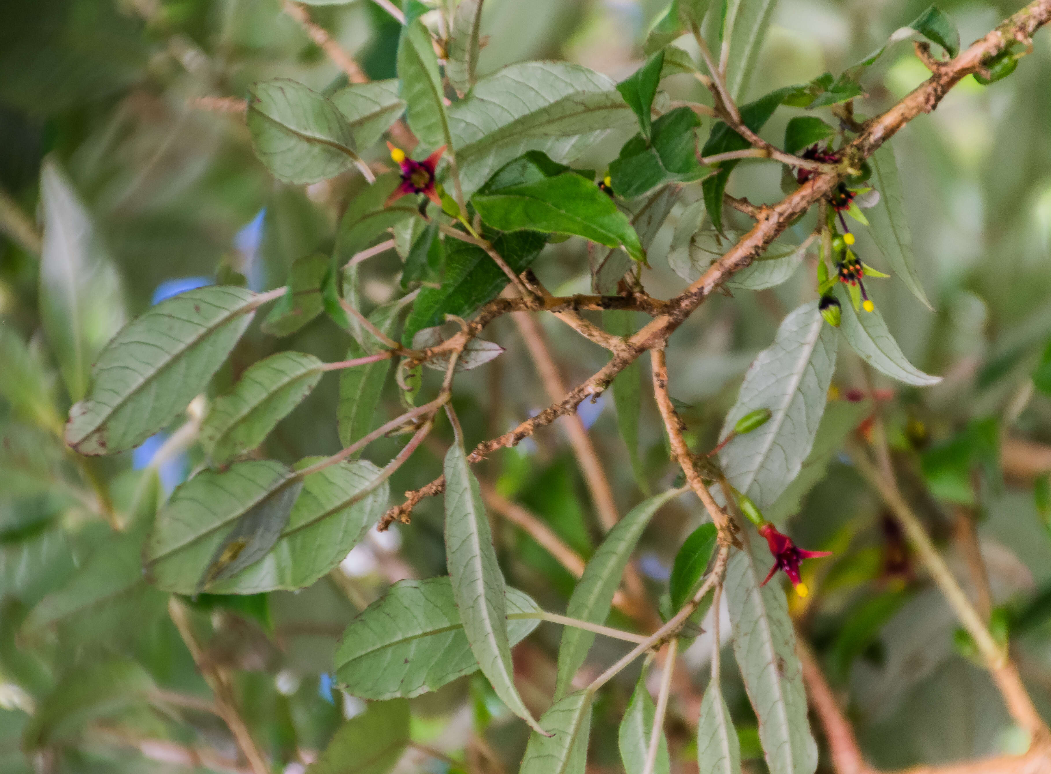 Image of New Zealand fuchsia