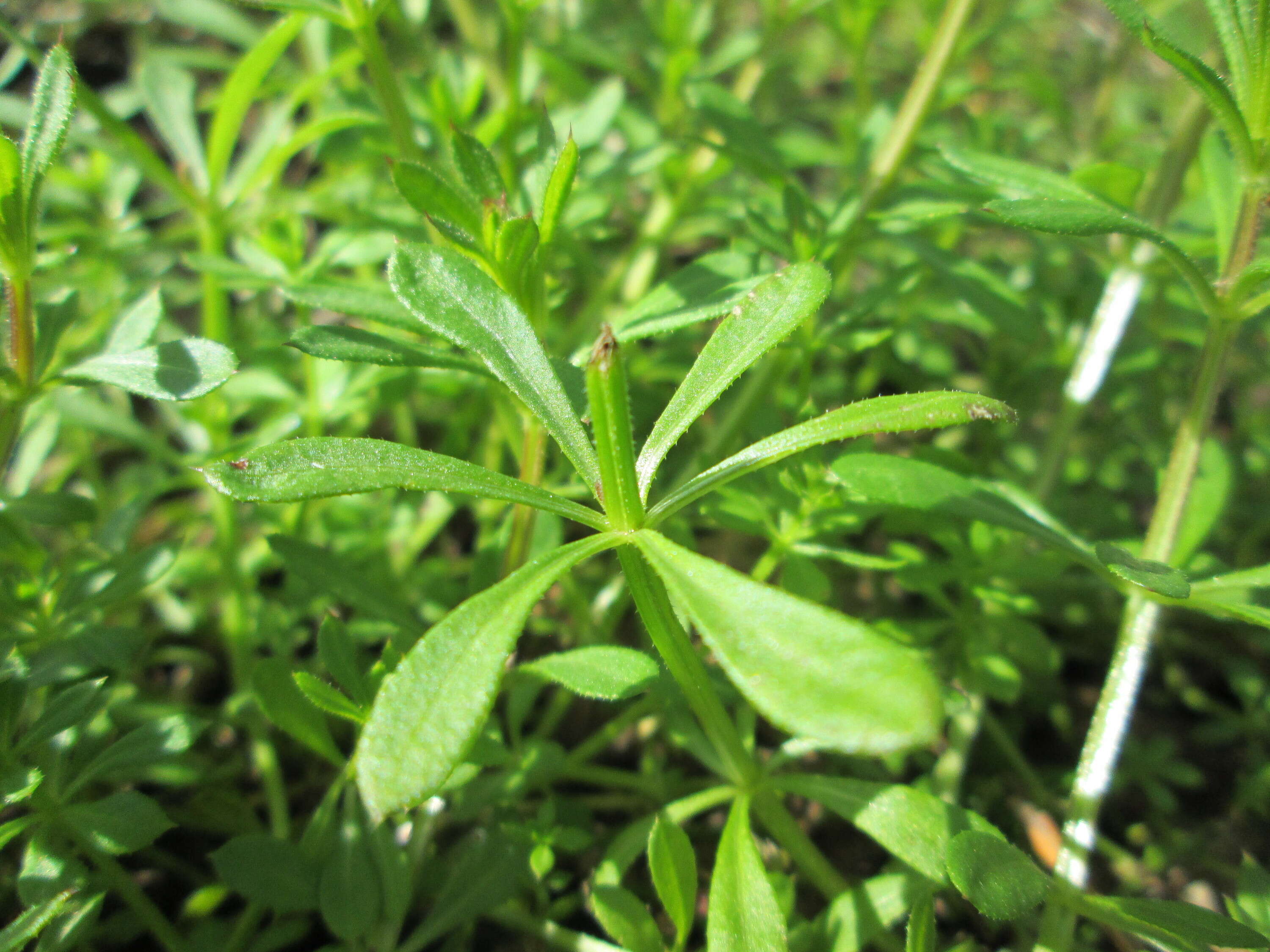 Plancia ëd Galium aparine L.