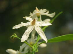 Image of Wrightia tinctoria R. Br.