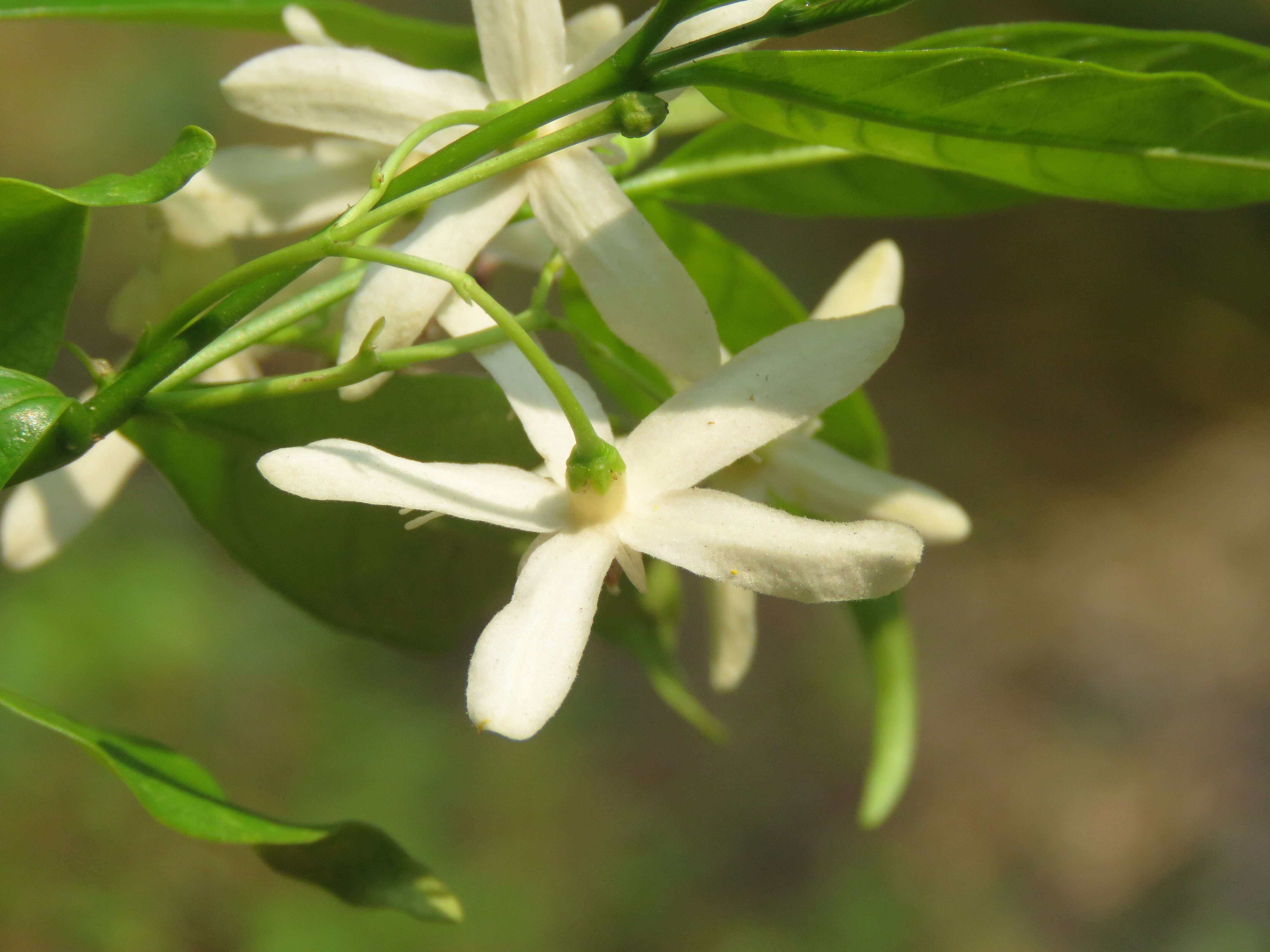 Image of Wrightia tinctoria R. Br.