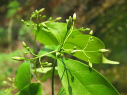 Image of Wrightia tinctoria R. Br.