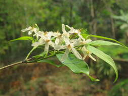 Image of Wrightia tinctoria R. Br.